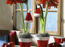 Amaryllist^pfe mit Weihnachtsdeko SLOWA KLUCZOWE: Advent Amaryllis Blume Blumen Dekoration Feiertage Fenster Florales Geschirr Hippeastrum M´tze Niemand Pflanze Pflanzen Tablett Topfblume Topfblumen Topfpflanze Topfpflanzen Weihnachten Weihnachtsdekoration Weihnachtsmannm´tze Weihnachtspflanzen Weihnachtsschmuck Zimmerpflanze Zimmerpflanzen adventlich floral weihnachtlich <bertopf <bert^pfe Hochformat