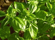 Bazylia, odmiana 'Genovese' 07.08.2003 NADARZYN OGROD ZIOLOWY ZIOLA BAZYLIA ODMIANA GENOVESE