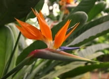 Strelicja królewska, rajski ptak (Strelitzia reginae) Strelitzia reginae