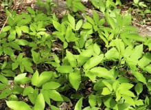 podagrycznik. Inwazyjny chwast 03.05.2003 ZWIERZYNIEC WOJEWODZTWO LUBELSKIE BYLINY WIOSNA CHWASTY PODAGRYCZNIK POSPOLITY AEGOPODIUM PODAGRARIA MLODE LISCIE FOT PAWEL SLOMCZYNSKI / AGENCJA GAZETA SLOWA KLUCZOWE: ROSLINY