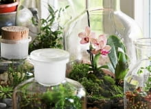 Ogród w szkle. W naczyniach na drugim planie - miniaturowy storczyk pośród mchu oraz kolekcja sukulentów. Na pierwszym planie - begonie (zamglone szkło to sygnał, że naczynie trzeba na jakiś czas otworzyć). Begonie, miniogródek, aranżacja roślinna
