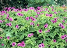 Bodziszek popielaty Bodziszek popielaty