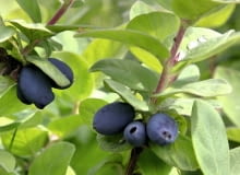Jagoda Kamczacka. Krzewy owocują już po dwóch, trzech latach od posadzenia