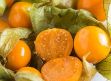 Miechunka peruwiańska