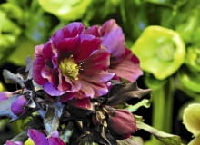 Ciemiernik 'Double Queen Purple' Ciemiernik 'Double Queen Purple'