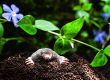 Kret europejski (Talpa europaea) to zwierzę objęte w Polsce częściową ochroną.