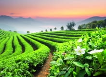 Krzewy herbaty na plantacjach są mocno przycinane. Tylko niektóre kwitną. Krzewy herbaty na plantacjach są mocno przycinane. Tylko niektóre kwitną.