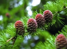 Późną wiosną różowe młode szyszki modrzewia wyglądają niezwykle urokliwie Późną wiosną różowe młode szyszki modrzewia wyglądają niezwykle urokliwie