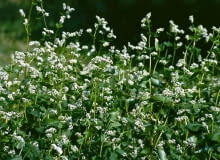 Z gryki mamy nie tylko kaszę gryczaną. Przekopana w dość wczesnym stadium rozwoju, użyźni glebę. GRYKA BIALA FAGOPYRUM ROSLINA NA ZIELONY NAWOZ MIODODAJNA PRZEDPLON POPLON MIEDZYPLON UPRAWA NAWOZENIE ROLNICTWO FOT. HANNA LEGUTOWSKA SLAJD MALY PUBLIKACJA OGRODY NR 10 (54) - 10.2003 SLOWA KLUCZOWE: ROSLINY ZDJĘCIE DO WKŁADKI: PUBLIKACJA OGRODY NR 10 (54) - CZASOPISMA