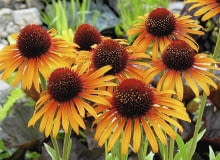 JEŻÓWKA PURPUROWA 'FLAME THROWER' tworzy mocno pachnące kwiaty o płomiennych barwach. Osiągają średnicę 10 cm. Dorasta do niemal metrowej wysokości i silnie się krzewi JEŻÓWKA PURPUROWA 'FLAME THROWER' tworzy mocno pachnące kwiaty o płomiennych barwach. Osiągają średnicę 10 cm. Dorasta do niemal metrowej wysokości i silnie się krzewi