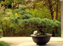 Okaz bonsai uformowany z jałowca przez cały rok zdobi balustradę tarasu. Pojemnik, w którym rośnie, trzeba na zimę zabezpieczyć przed mrozem. bonsai