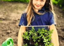 Gdy w maju nadejdzie czas na przesadzanie rozsady do gruntu, młode pomidory mają co najmniej po 10 cm wysokości i kilka par liści