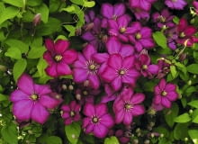 Powojnik (Clematis). Kwiaty balkonowe Powojnik (Clematis). Kwiaty balkonowe