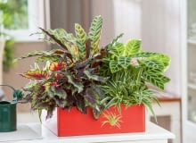 Kompozycja z zielistką, kalateą, begonią