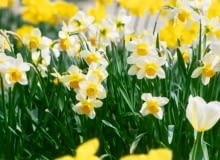 Narcyz z grupy tazetta 'Cragford' Narcyz z grupy tazetta 'Cragford'