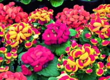 Pantofelniki sprzedawane w naszych kwiaciarniach mają zwarty pokrój i wysokość 30 cm. Pantofelniki sprzedawane w naszych kwiaciarniach mają zwarty pokrój i wysokość 30 cm.