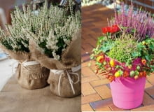 Wrzosowe dekoracje w doniczkach i nie tylko Wrzosowe dekoracja