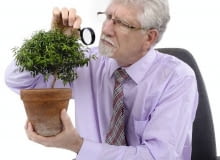 Szkodniki roślin doniczkowych Szkodniki roślin doniczkowych