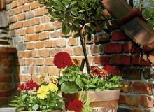 OGROD TARAS DONICZKI TERAKOTOWE ROSLINY KWIATY : PELARGONIA , DALIA , DRZEWKO LAUROWISNI STYLIZACJA MAJA WOLAK FOT. BARBARA PIOTROWSKA PUBLIKACJA OGRODY NR 5 (109) - 5 2008 SLOWA KLUCZOWE: KWIATY ROSLINY