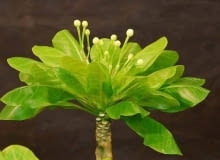 BRIGHAMIA zakwita jesienią, ale tylko w dobrych warunkach. BRIGHAMIA zakwita jesienią, ale tylko w dobrych warunkach.