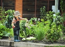 Podlewanie ogrodu to zadanie, którym można obarczyć już kilkuletniego ogrodnika. Podlewanie ogrodu to zadanie, którym można obarczyć już kilkuletniego ogrodnika.