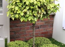 Fot. 2. Mała rabata wokół drzewa chroni przed uszkodzeniem pnia podczas koszenia