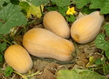 Dynia piżmowa Dynia piżmowa