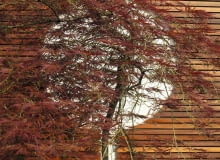 Ogrody japońskie. KLON JAPOŃSKI