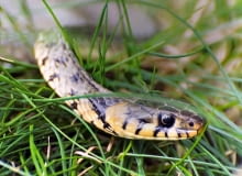 ZASKROŃCE będą odwiedzać nasz skalniak, jeśli nic nie zakłóci im spokoju. ZASKROŃCE będą odwiedzać nasz skalniak, jeśli nic nie zakłóci im spokoju.