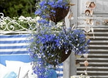 Blumenampel mit Lobelien SLOWA KLUCZOWE: Ampel Ampelpflanze Ampelpflanzen außen Balkon Balkon-Ideen Balkons Bank blau Blumen Blumenampel Boot Dekoration draußen Hängeampel Hängeampeln Hängekorb Hängekörbe hängen hängende Topfpflanzen Hängepflanze Hängepflanzen Länderbalkon Lobelie Maritimes Modell Niemand norddeutsch Norddeutschland Pflanze Pflanzen Rettungsring Schiff Schwimmring Segelschiff Sitzbank Sommer sommerlich Terrasse Terrassen *** Local Caption *** 00048127