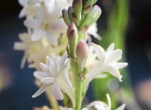 Polianthes tuberosa SLOWA KLUCZOWE: Blume Blumen Botanik Close Up Close-up Dornen D´ftend Flora Garten Gartenbau Knolle Knollen Nahaufnahme Natur Perennial Pflanze Pflanzen Polianthes tuberosa Stachel Stacheln Staude bl´hend botanisch duften duftend duftende duftender einheimisch g rtnerisch knollig tuberose wei? D´ftend bl´hend g rtnerisch wei?