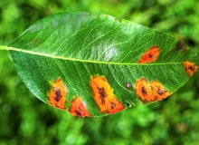 Rdza na liściu gruszy Rdza na liściu gruszy