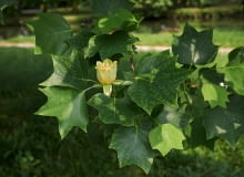 Tulipanowiec w okresie kwitnienia Cierpliwi, którzy zdecydują się poczekać, aż drzewo zakwitnie, doczekają się kwiatów po kilku latach. Tulipanowiec w okresie kwitnienia Cierpliwi, którzy zdecydują się poczekać, aż drzewo zakwitnie, doczekają się kwiatów po kilku latach.