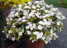 Niecierpek Sunpatiens Niecierpek Sunpatiens