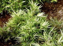 Bambus w ogrodzie ROSLINY TRAWA BAMBUS ZIMOZIELONY PLEJOBLASTUS ' TSUBOI FOT. WIESLAW GAWRYS PUBLIKACJA KWIETNIK NR 2 (170) - 2 2009 SLOWA KLUCZOWE: ROSLINY ZDJĘCIE DO WKŁADKI: PUBLIKACJA KWIETNIK NR 2 (170) - CZASOPISMA