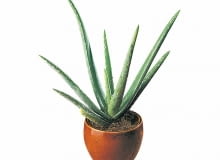 Lecznicze działanie wielu roślin na organizm człowieka znane jest w medycynie ludowej od dawna. Przygotowaliśmy krótki przegląd doniczkowych lekarstw dostępnych bez recepty. <BR /> ROŚLINY LECZNICZE. Aloes lubi dużo światła i mało wody. Podlewamy go wtedy, gdy ziemia w doniczce przeschnie. Lecznicze działanie wielu roślin na organizm człowieka znane jest w medycynie ludowej od dawna. Przygotowaliśmy krótki przegląd doniczkowych lekarstw dostępnych bez recepty. <BR /> ROŚLINY LECZNICZE. Aloes lubi dużo światła i mało wody. Podlewamy go wtedy, gdy ziemia w doniczce przeschnie.