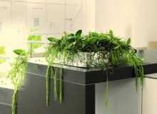 Hoja różowa i Hoya linearis w niebanalnym duecie. Plątaninie pędów formę nadaje prostokątny pojemnik. Hoja różowa i Hoya linearis w niebanalnym duecie. Plątaninie pędów formę nadaje prostokątny pojemnik.