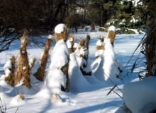 Zabezpieczone przed mrozem drzewka