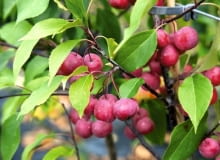 Jabłoń ozdobna 03.09.2009 BRANIEWO SESJA OGRODY , SZKOLKA DRZEW I KRZEWOW OZDOBNYCH - WLASCICIEL LUCJAN GURSZTYN - PREZES ZWIAZKU SZKOLKARZY POLSKICH