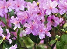 mieszaniec różanecznika dahurskiego z Rhododendron ciliatum występujący pod nazwą Rh. praecox kwitnie bardzo obficie x