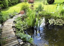 Wiele roślin wodnych ogranicza zanieczyszczanie oczka przez glony. SLOWA KLUCZOWE: teich gartenteich garten beet iris blumen natur see seerosen wasser fische stauden rabatte blätter frisch sommer frühling bunt gärtner gärtnerei hobby freizeit urlaub zuhause bepflanzung pflanzen holz bretter steg gartenarbeit gelb