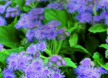 Postrachem komarów są rośliny o specyficznym, silnym zapachu, wytwarzające olejki eteryczne. Postrachem komarów są rośliny o specyficznym, silnym zapachu, wytwarzające olejki eteryczne.