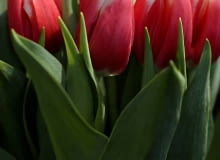 Tulipany Lech Wałęsa 11.02.2011 GDANSK, CEREMONIA CHRZCIN NOWEJ ODMIANY TULIPANA O IMIENIU LECH WALESA. TULIPAN LECHA WALESY WYCHODOWANY ZOSTAL PRZEZ MARX TULIPS VOF Z SIEDZIBA WW HEM W HOLANDII. ZOSTAL ON WPISANY PRZEZ KLROLEWSKIE STOWAZYSZENIE HODOWCOW CEBUL KWIATOWYCH DO MIEDZYNARODOWEGO REJESTRU HODOWLI TULIPANOW.