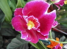 Miltonia 11.03.2003 SKIERNIEWICE GOSPODARSTWO SZKLARNIOWE FIRMY TOMASZEWSKI W SKIERNIEWICACH ROSLINY DONICZKOWE STORCZYK MILTONIA KWIAT FOT PAWEL SLOMCZYNSKI / AGENCJA GAZETA SLOWA KLUCZOWE: KWIATY ROSLINY