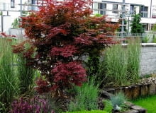 NA PODWYŻSZONEJ RABACIE w zacisznym miejscu rośnie klon palmowy 'Atropurpurea' w towarzystwie kostrzewy, miskantów i bylin. NA PODWYŻSZONEJ RABACIE w zacisznym miejscu rośnie klon palmowy 'Atropurpurea' w towarzystwie kostrzewy, miskantów i bylin.