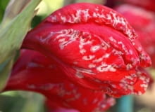 Szara pleśń powoduje brzydkie plamy na różnych częściach roślin. Na zdjęciu - chore kwiaty mieczyka