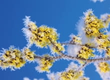 Oczar pośredni (Hamamelis intermedia) Oczar pośredni (Hamamelis intermedia)