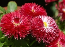 stokrotka Habanero Red