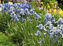 Dzielimy irsy Dzielimy irsy