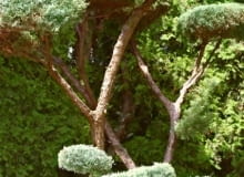 Cyprysik groszkowaty (Chamaeciparis pisifera) 'Filifera' i sosna górska (Pinus Mugo) 'Mops' formowane na sposób japoński. Uwagę przykuwają także ich dekoracyjne pozbawione bocznych pędów gałęzie. 17.08.2006 WOLA MROKOWSKA KOLO TARCZYNA SZKOLKA DRZEW " DOBRY OGROD " AGNIESZKA I JACEK KORDUS